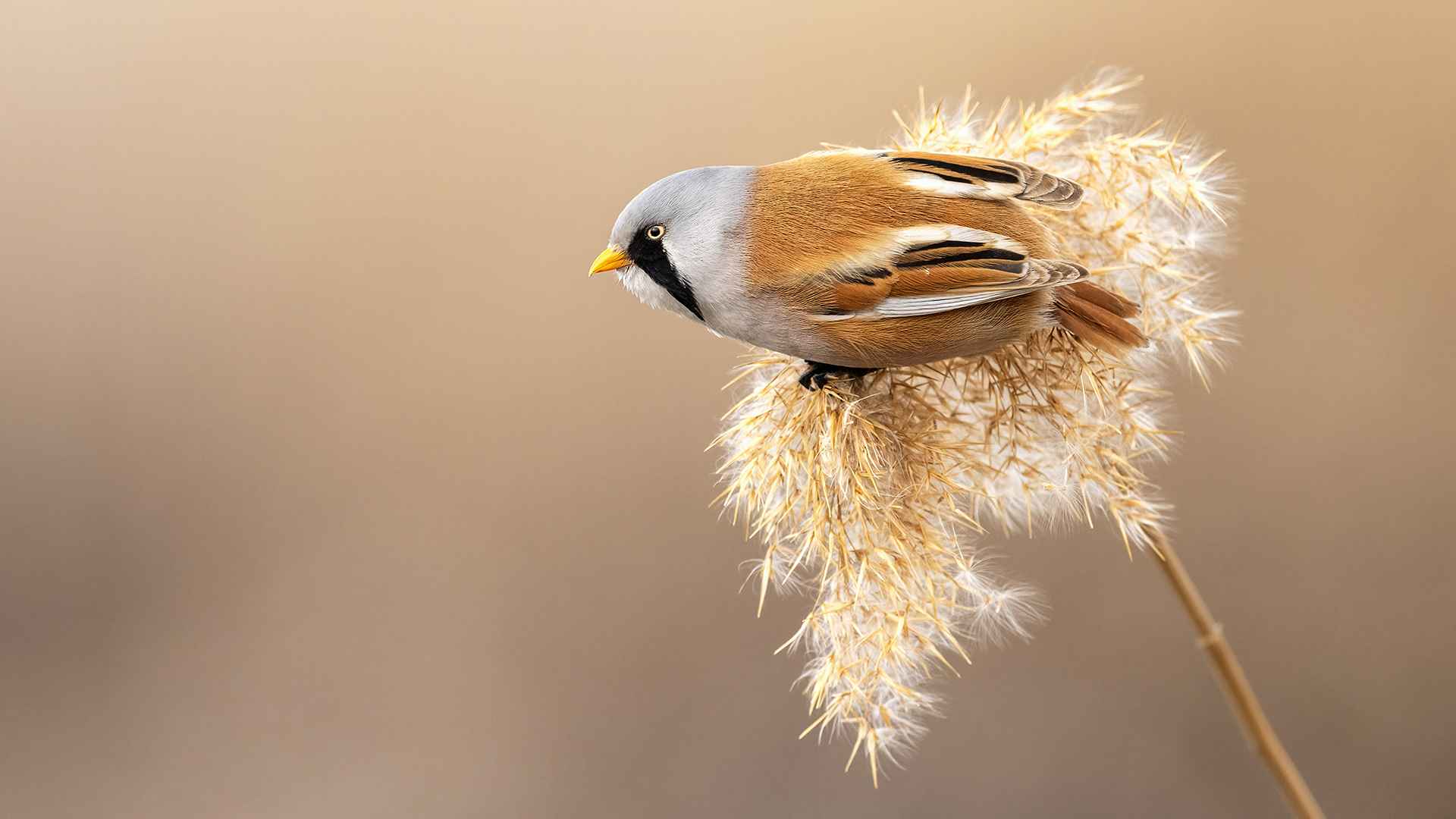 Bearded Reedling